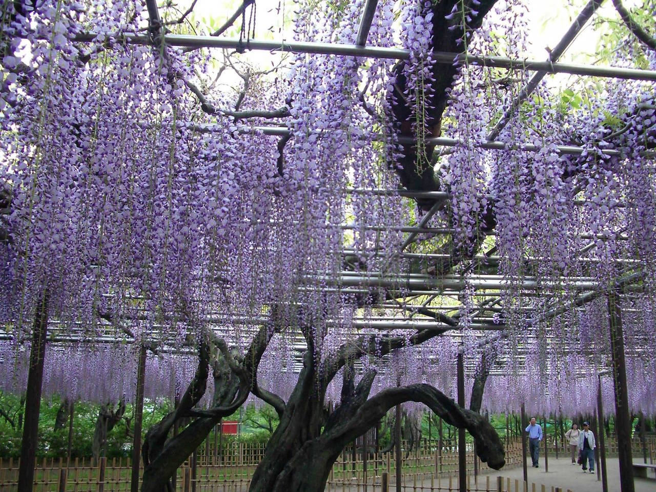 日本。愛知縣。紫藤花園