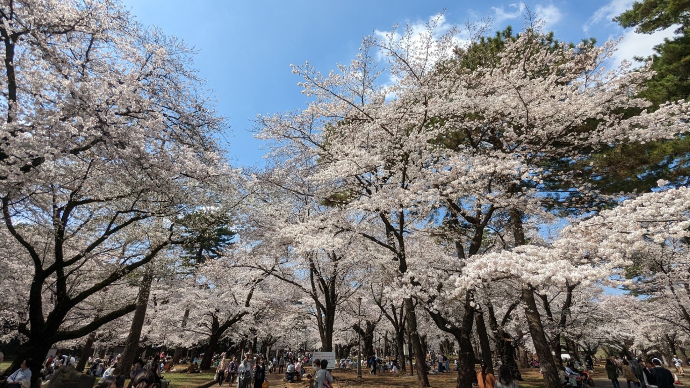 王穆提社長隨筆：千株櫻花百年公園散策